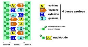 La structure de la molécule d’ADN – Lycée Gérard de Nerval